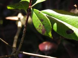 La malattia della photinia si presenta con piccole macchie che se non trattate si ampliano fino a far cadere la foglia.