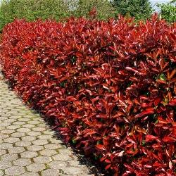 Le foglie della photinia assumono in primavera una colorazione rossa molto viva.