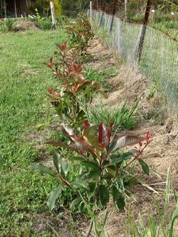 Le piantine di photinia si posizionano a breve distanza l'una dall'altra ( dai 60 agli 80 cm ) in buchi di circa 30 cm di profondità.