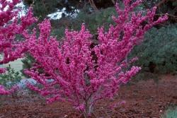 Ramo di cercis