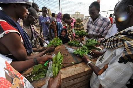 Qat, la droga del Corno d'Africa