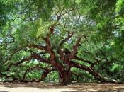 Oak, quercia, fiore Bach perchè dura lotta vita