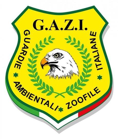 GAZI