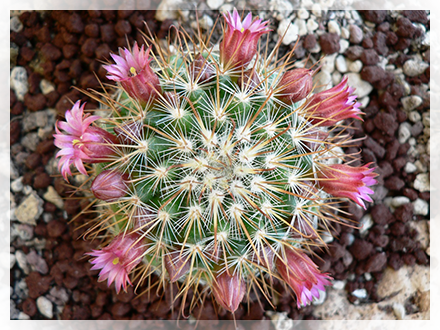 Il genere Mammillaria è il più numeroso e diffuso genere di piante appartenenti alla famiglia delle Cactaceae. Ad esso appartengono oltre 300 specie di piante, diverse per caratteristiche e struttura. Il nome deriva dal greco mamilla (mammella) in riferimento alla forma dei tubercoli più o meno grandi presenti in ogni specie.