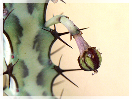 Il genere Euphorbia L. comprende un vasto numero di piante dicotiledoni della famiglia delle Euphorbiaceae, erbacee o legnose a seconda della specie.  Il termine Euphorbia deriverebbe dal nome del medico greco Euphorbus, che utilizzava il succo lattiginoso prodotto da queste piante nelle sue pozioni. Era il medico personale di Giuba II e fu questo dotto sovrano a denominare così in suo onore la pianta, all'interno di un trattato che scrisse per illustrarne le virtù terapeutiche.