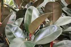 Le foglie ampie e carnose del ficus