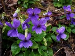 Piantina spontanea di violette