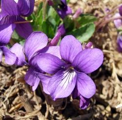 Il fiore della viola