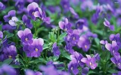 Violette fiorite