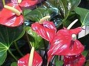 Anthurium significato