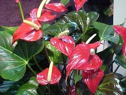 Anthurium - pianta ornamentale da appartamento