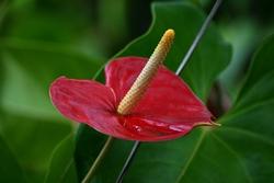 Anthurium