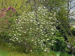 Cespuglio di viburnum lantana