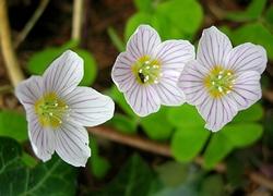 Particolare dei fiori di oxalis acetosella