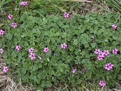 Esempio di Oxalis articulata