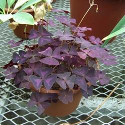 Oxalis coltivata in vaso