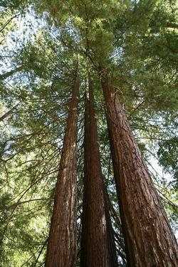 Le sequoie