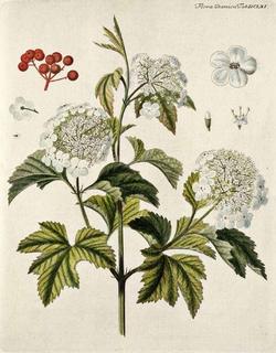 Disegno botanico del viburnum opulus, o palla di neve