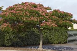 Albizia julibrissin in giardino