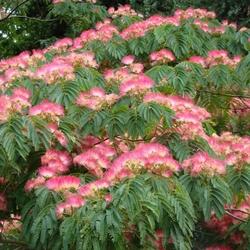 Fiori e foglie di albizia julibrissin