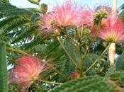 Albizia julibrissin