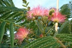 Albizia julibrissin