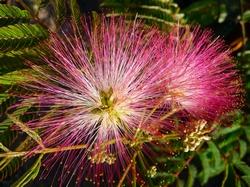 Albizia julibrissin - fiori