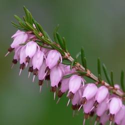 Ramo di erica carnea