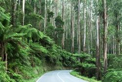 Foresta di felci