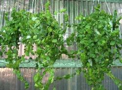 Due ficus repens in vaso