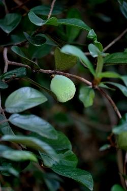 Un particolare di un ficus repens