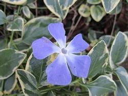 Fiore di vinca major