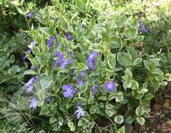 Vinca major variegata