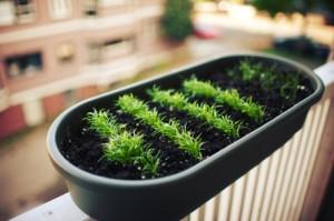 orto domestico sul balcone