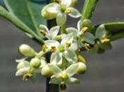 L'Olivo Olive, fiore Bach rigenerarsi completamente