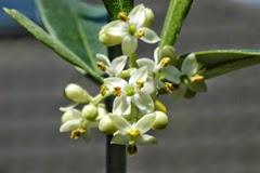 L'Olivo o Olive, il fiore di Bach per rigenerarsi completamente