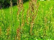 L'Acetosa, qualche proprietà ricetta della salsa verde 1766