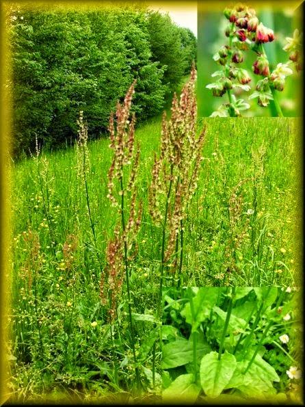 L'Acetosa, di qualche proprietà e la ricetta della salsa verde del 1766