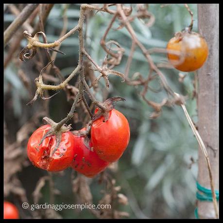 Gli ultimi pomodori