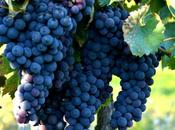 torta Bertolina Double crust concord grape