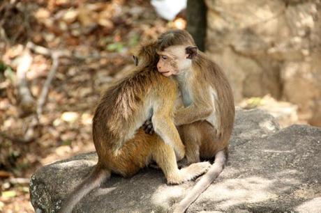 Dambulla, sri Lanka, viaggiandovaldi