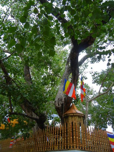 anuradhapura, sri lanka, viaggiandovaldi