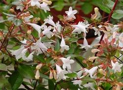 Particolare di un cespuglio di abelia