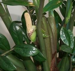 Il fiore di Zamioculcas zamiifolia