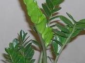 Zamioculcas zamiifolia