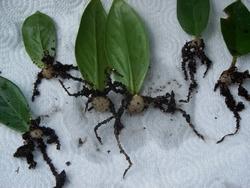 Talee in cui si è generato il bulbo