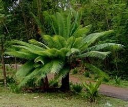 Gruppo di cycas da giardino