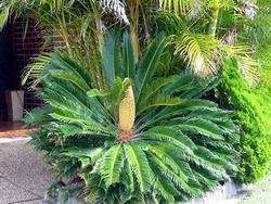 Esemplare maschio di cycas