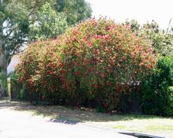 Siepe di Callistemon