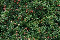 Siepe spinosa di cotoneaster